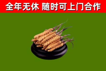 越秀烟酒回收冬虫夏草.jpg